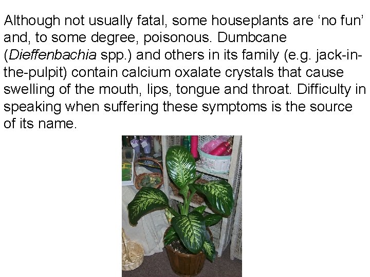 Although not usually fatal, some houseplants are ‘no fun’ and, to some degree, poisonous.