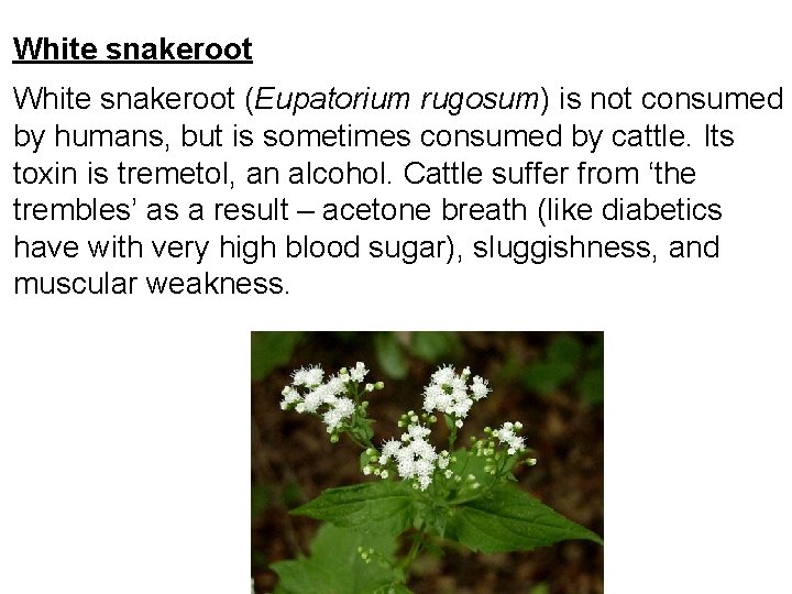 White snakeroot (Eupatorium rugosum) is not consumed by humans, but is sometimes consumed by