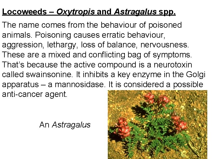 Locoweeds – Oxytropis and Astragalus spp. The name comes from the behaviour of poisoned