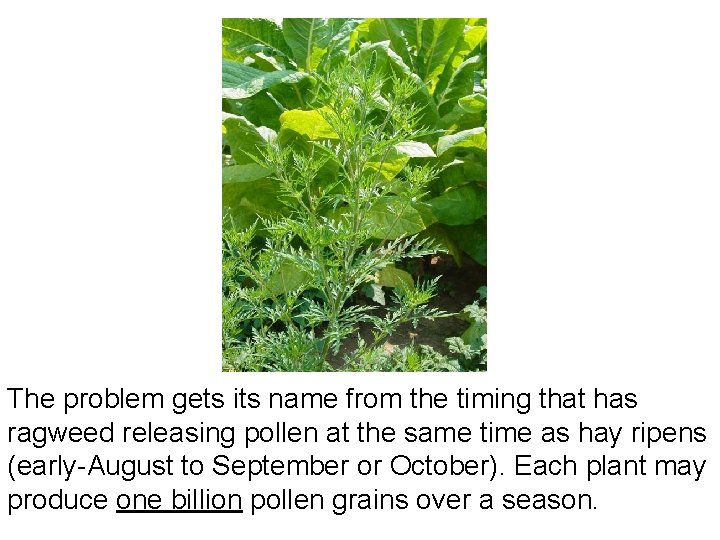 The problem gets its name from the timing that has ragweed releasing pollen at