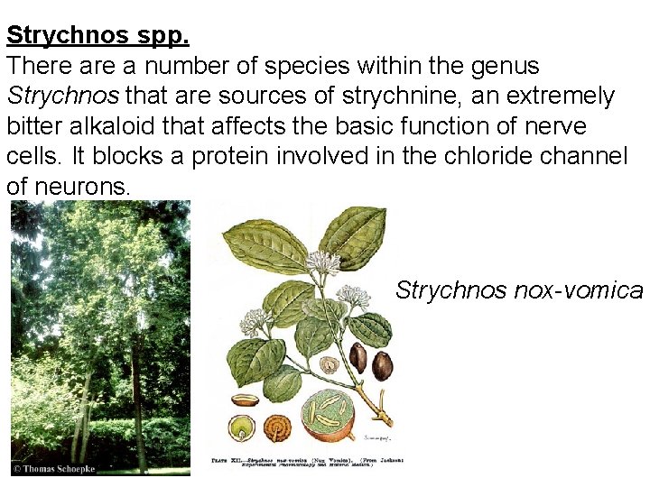 Strychnos spp. There a number of species within the genus Strychnos that are sources