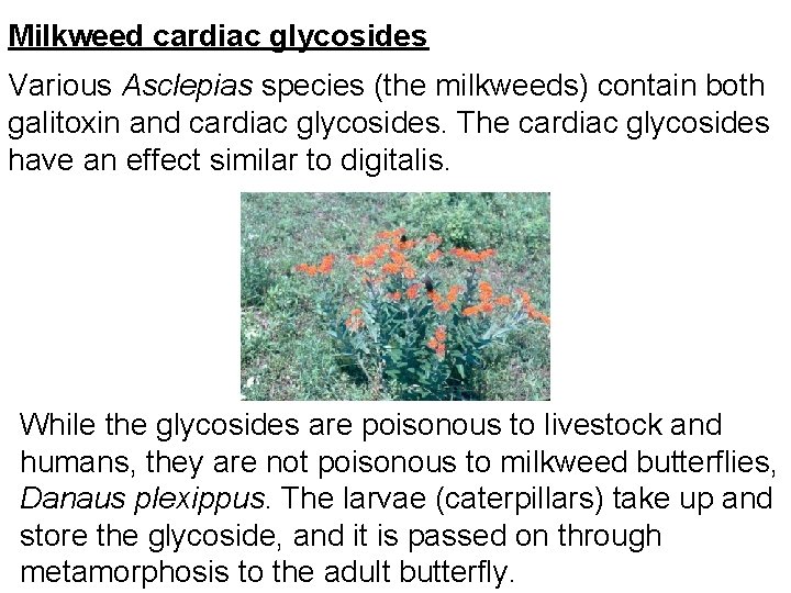 Milkweed cardiac glycosides Various Asclepias species (the milkweeds) contain both galitoxin and cardiac glycosides.