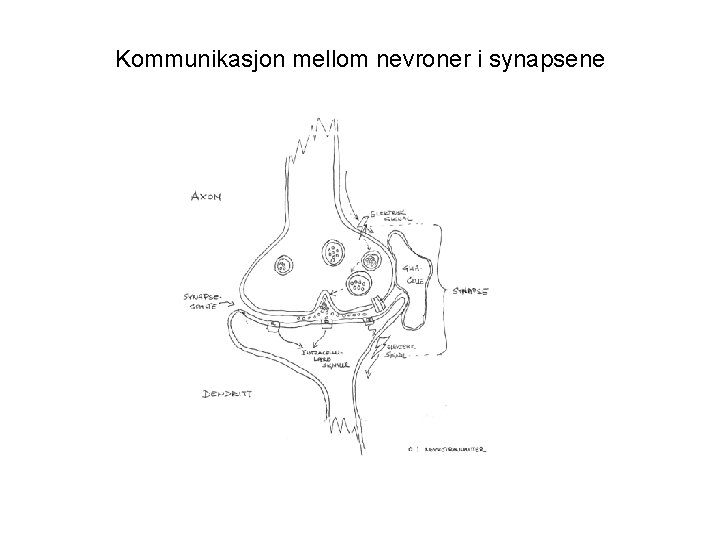 Kommunikasjon mellom nevroner i synapsene 