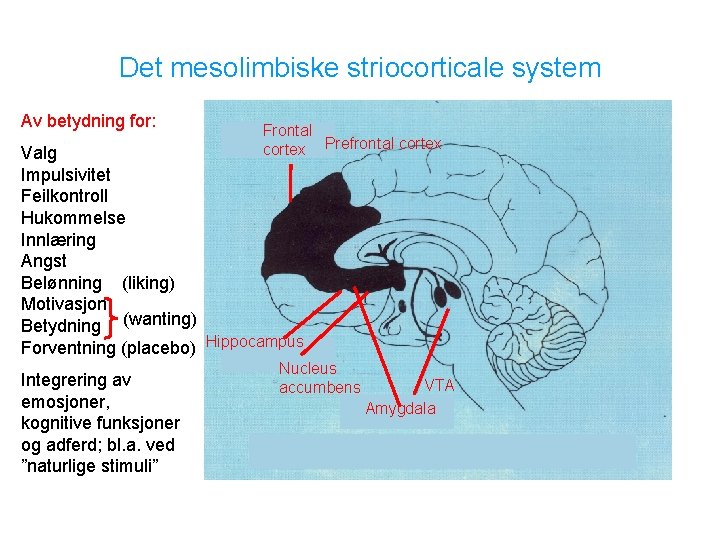 Det mesolimbiske striocorticale system Av betydning for: Frontal cortex Prefrontal cortex Valg Impulsivitet Feilkontroll