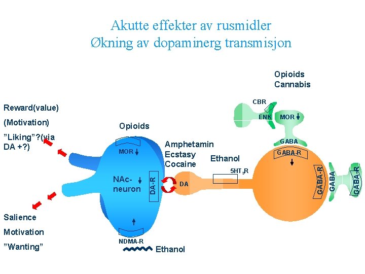 Akutte effekter av rusmidler Økning av dopaminerg transmisjon Opioids Cannabis CBR Reward(value) Opioids DA