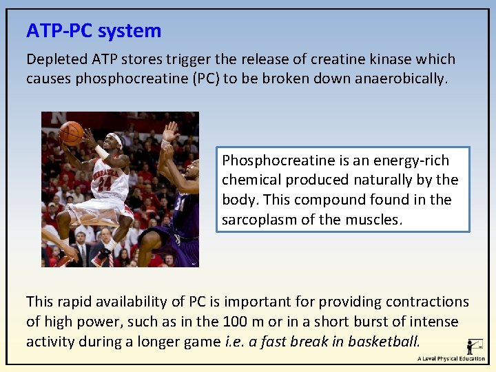 ATP-PC system Depleted ATP stores trigger the release of creatine kinase which causes phosphocreatine