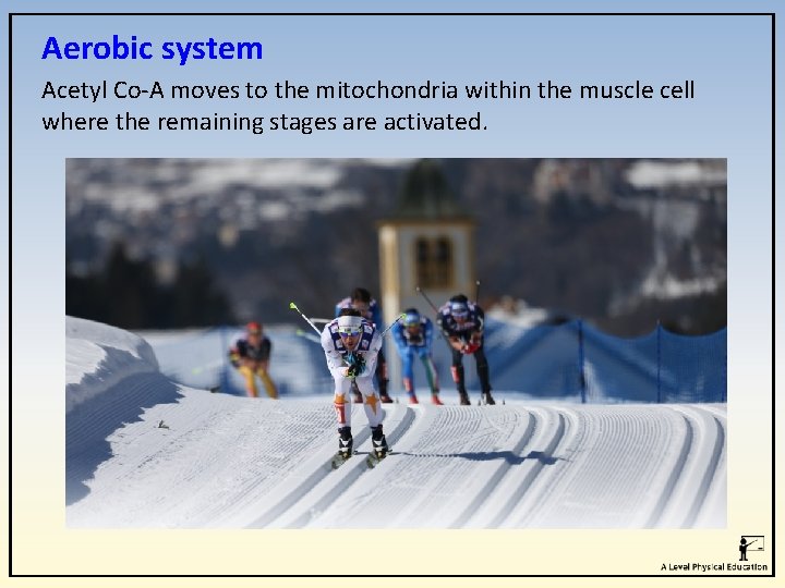 Aerobic system Acetyl Co-A moves to the mitochondria within the muscle cell where the