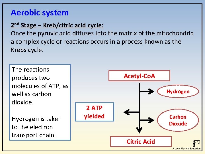 Aerobic system 2 nd Stage – Kreb/citric acid cycle: Once the pyruvic acid diffuses