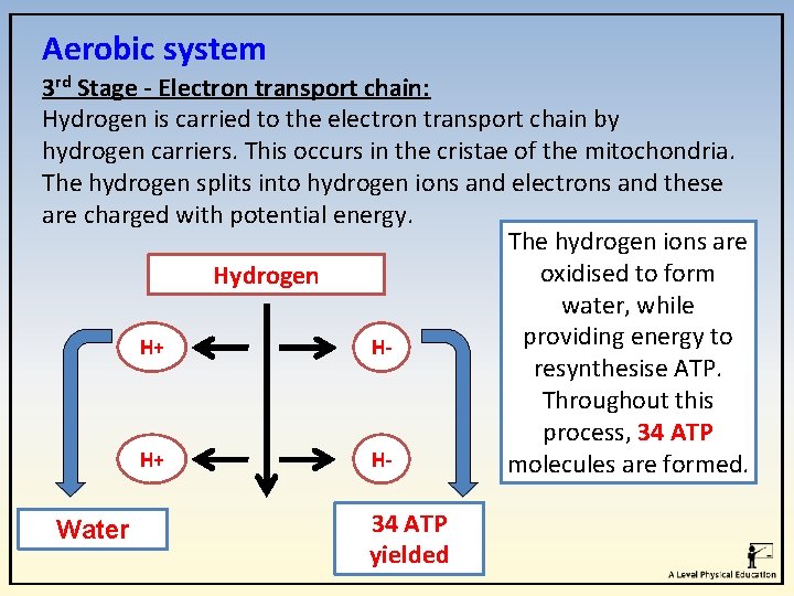 Aerobic system 3 rd Stage - Electron transport chain: Hydrogen is carried to the