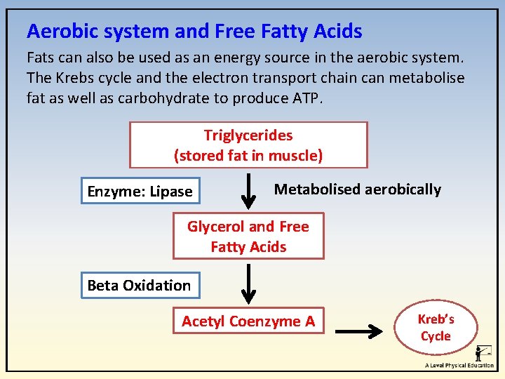 Aerobic system and Free Fatty Acids Fats can also be used as an energy