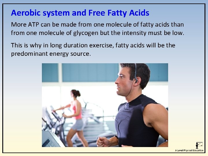 Aerobic system and Free Fatty Acids More ATP can be made from one molecule
