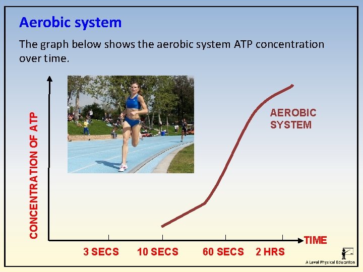 Aerobic system The graph below shows the aerobic system ATP concentration over time. CONCENTRATION