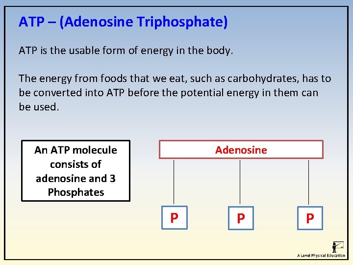ATP – (Adenosine Triphosphate) ATP is the usable form of energy in the body.