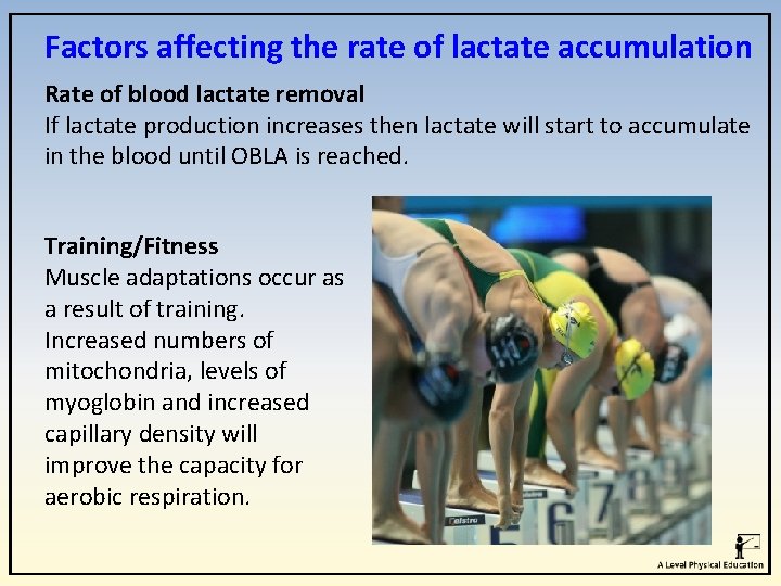 Factors affecting the rate of lactate accumulation Rate of blood lactate removal If lactate
