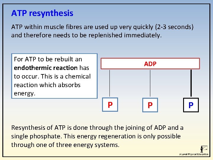 ATP resynthesis ATP within muscle fibres are used up very quickly (2 -3 seconds)