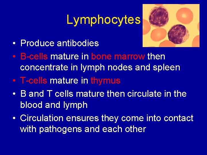 Lymphocytes • Produce antibodies • B-cells mature in bone marrow then concentrate in lymph