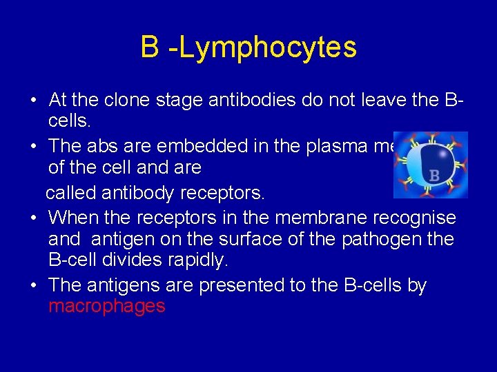 B -Lymphocytes • At the clone stage antibodies do not leave the Bcells. •