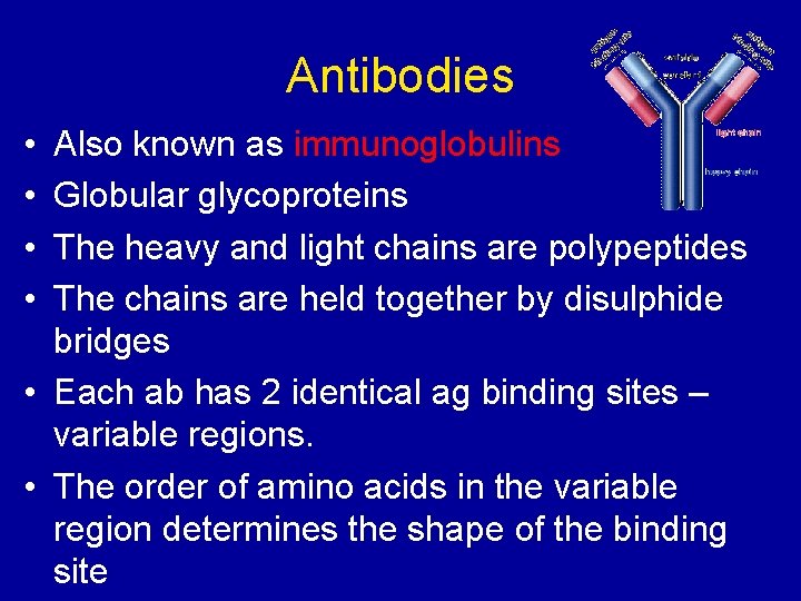 Antibodies • • Also known as immunoglobulins Globular glycoproteins The heavy and light chains