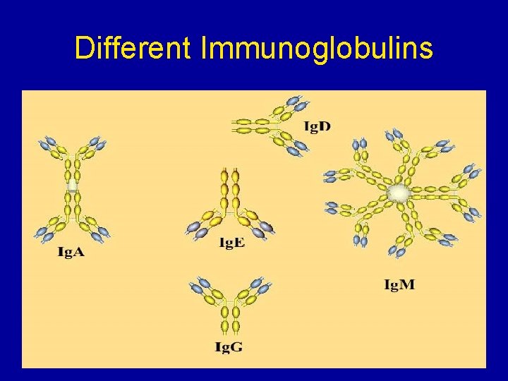 Different Immunoglobulins 