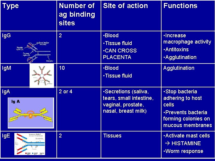 Type Number of ag binding sites Site of action Functions Ig. G 2 •