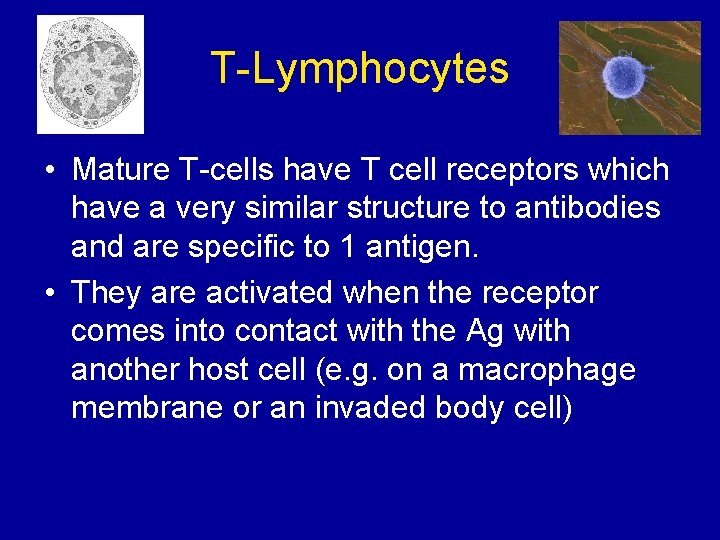 T-Lymphocytes • Mature T-cells have T cell receptors which have a very similar structure
