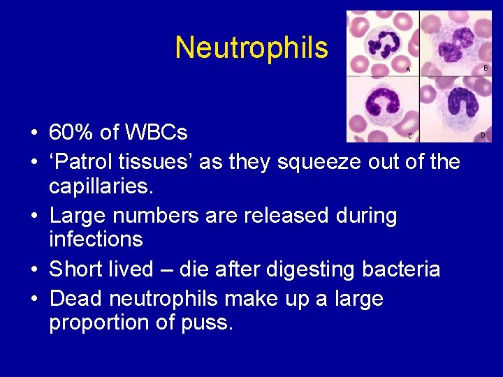 Neutrophils • 60% of WBCs • ‘Patrol tissues’ as they squeeze out of the