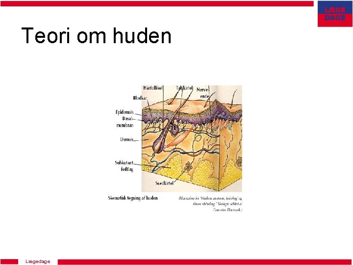 Teori om huden Lægedage 