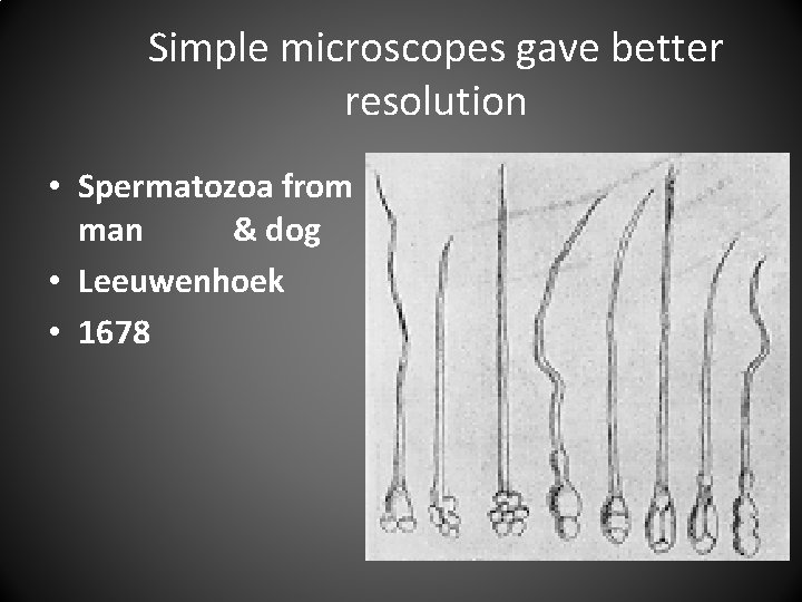 Simple microscopes gave better resolution • Spermatozoa from man & dog • Leeuwenhoek •