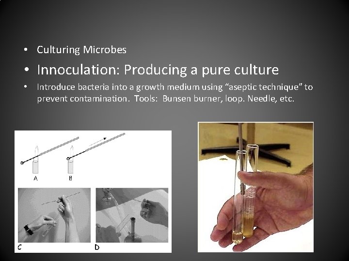  • Culturing Microbes • Innoculation: Producing a pure culture • Introduce bacteria into