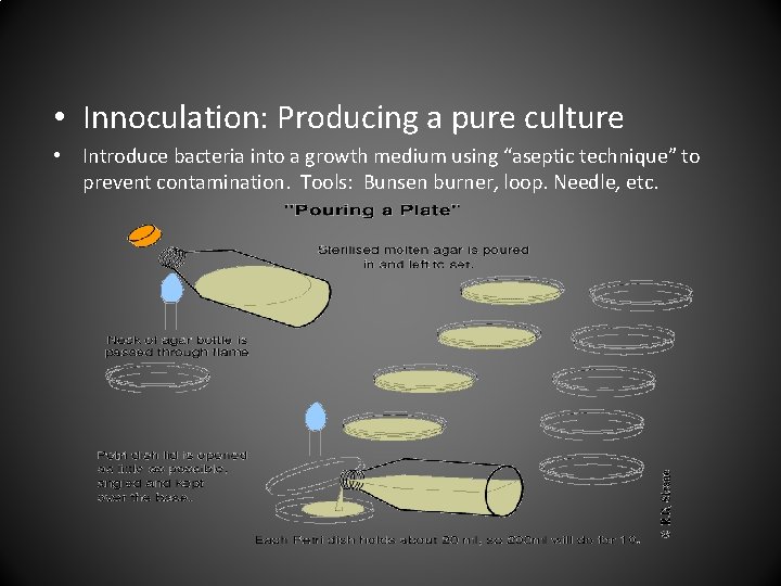  • Innoculation: Producing a pure culture • Introduce bacteria into a growth medium