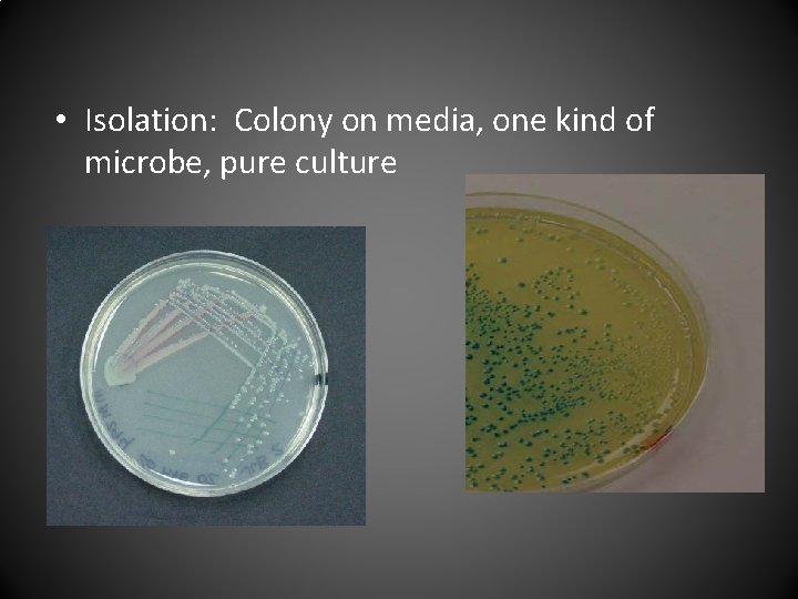  • Isolation: Colony on media, one kind of microbe, pure culture 