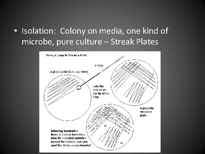  • Isolation: Colony on media, one kind of microbe, pure culture – Streak