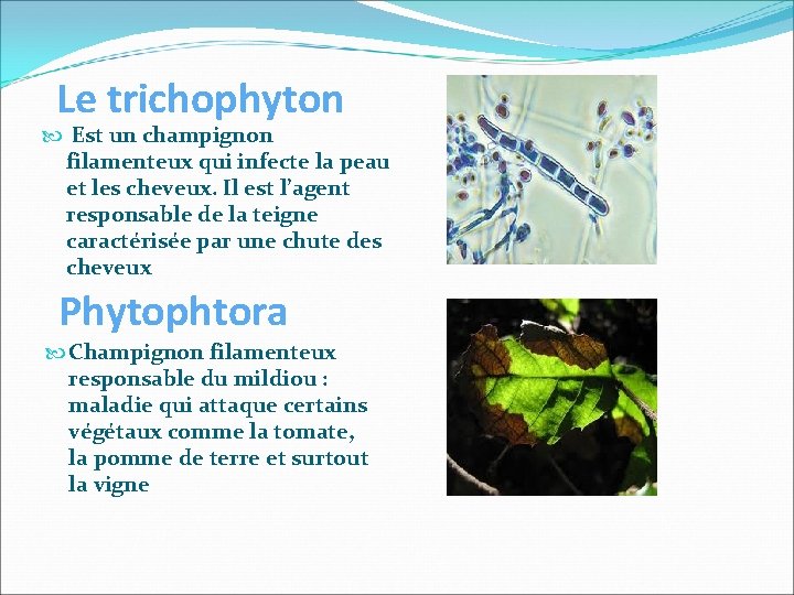 Le trichophyton Est un champignon filamenteux qui infecte la peau et les cheveux. Il