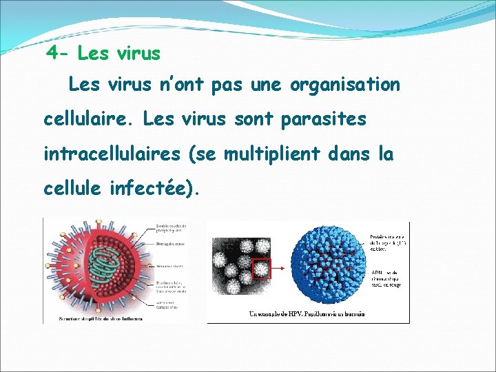 4 - Les virus n’ont pas une organisation cellulaire. Les virus sont parasites intracellulaires