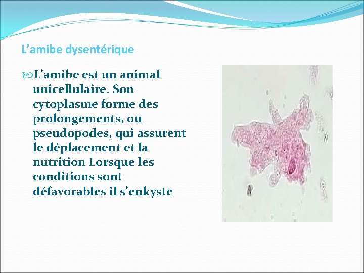  L’amibe dysentérique L’amibe est un animal unicellulaire. Son cytoplasme forme des prolongements, ou