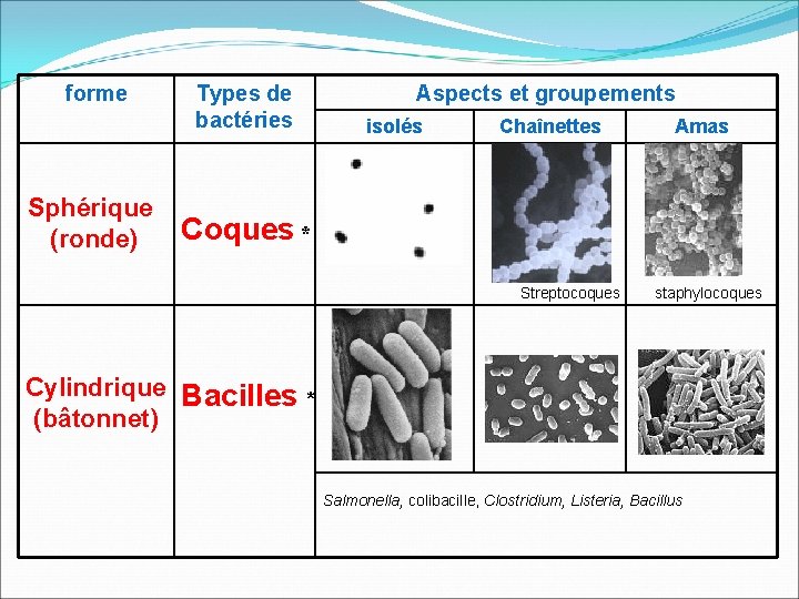 forme Types de bactéries Aspects et groupements isolés Chaînettes Amas Sphérique (ronde) Coques *