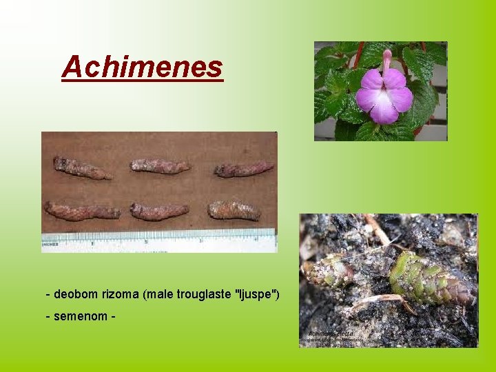 Achimenes - deobom rizoma (male trouglaste "ljuspe") - semenom - 