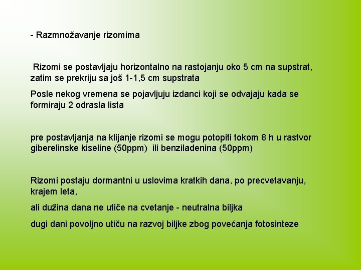 - Razmnožavanje rizomima Rizomi se postavljaju horizontalno na rastojanju oko 5 cm na supstrat,