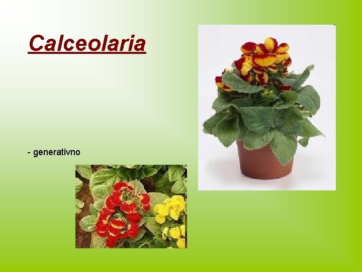 Calceolaria - generativno 