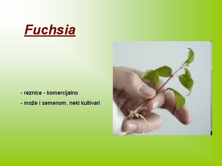 Fuchsia - reznice - komercijalno - može i semenom, neki kultivari 