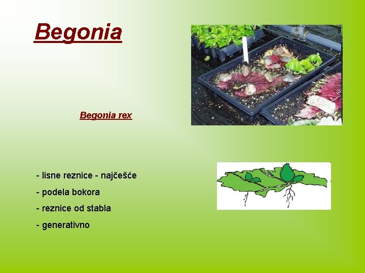 Begonia rex - lisne reznice - najčešće - podela bokora - reznice od stabla