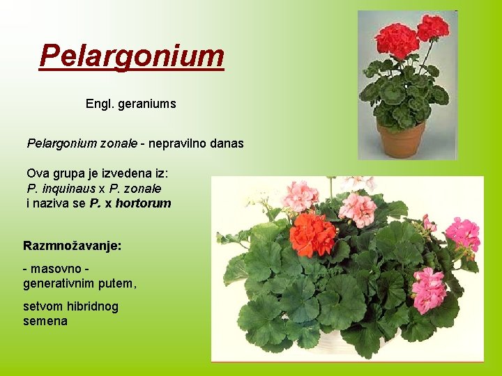 Pelargonium Engl. geraniums Pelargonium zonale - nepravilno danas Ova grupa je izvedena iz: P.