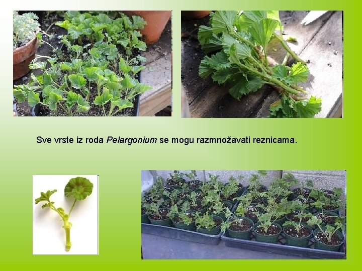 Sve vrste iz roda Pelargonium se mogu razmnožavati reznicama. 