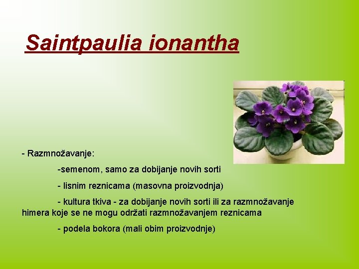 Saintpaulia ionantha - Razmnožavanje: -semenom, samo za dobijanje novih sorti - lisnim reznicama (masovna