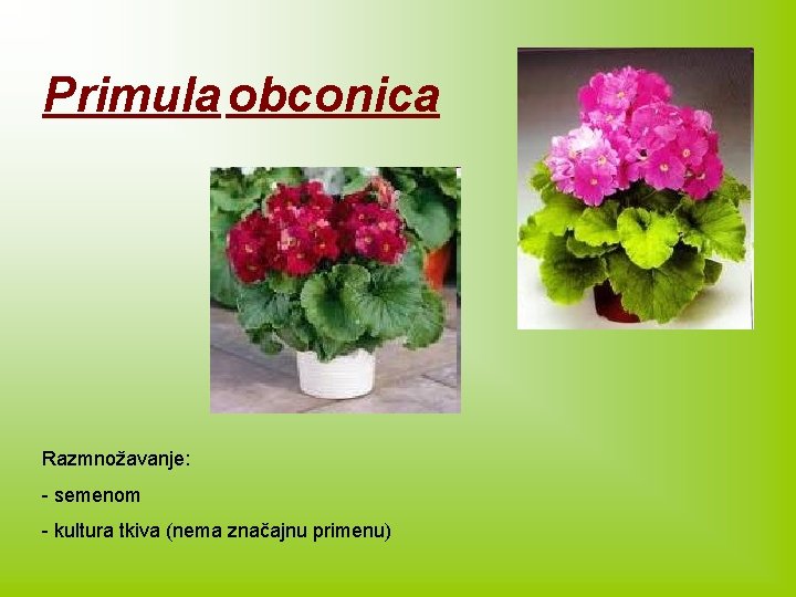 Primula obconica Razmnožavanje: - semenom - kultura tkiva (nema značajnu primenu) 