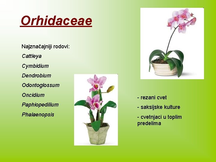 Orhidaceae Najznačajniji rodovi: Cattleya Cymbidium Dendrobium Odontoglossum Oncidium - rezani cvet Paphiopedilium - saksijske