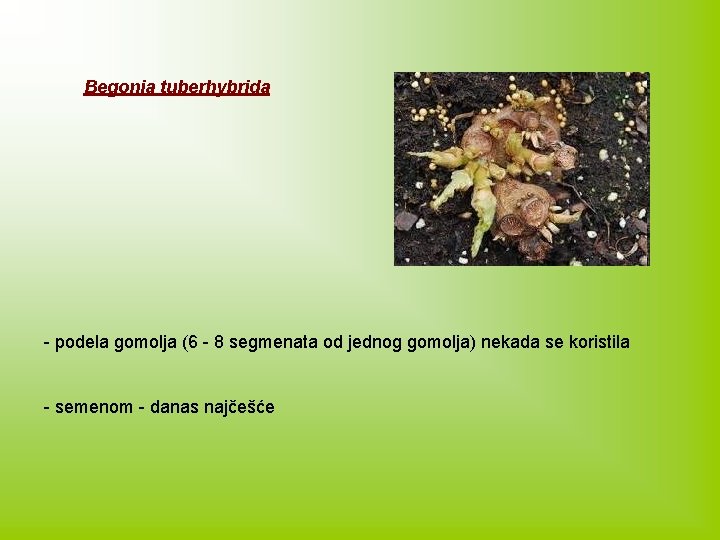Begonia tuberhybrida - podela gomolja (6 - 8 segmenata od jednog gomolja) nekada se