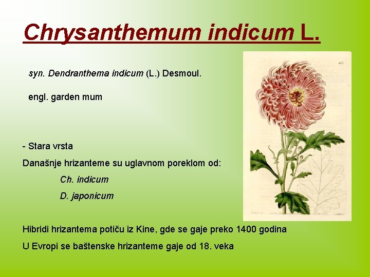 Chrysanthemum indicum L. syn. Dendranthema indicum (L. ) Desmoul. engl. garden mum - Stara