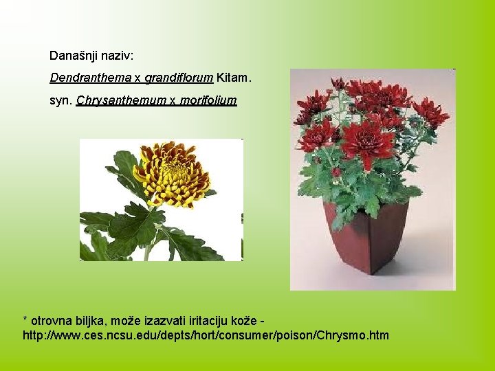 Današnji naziv: Dendranthema x grandiflorum Kitam. syn. Chrysanthemum x morifolium * otrovna biljka, može