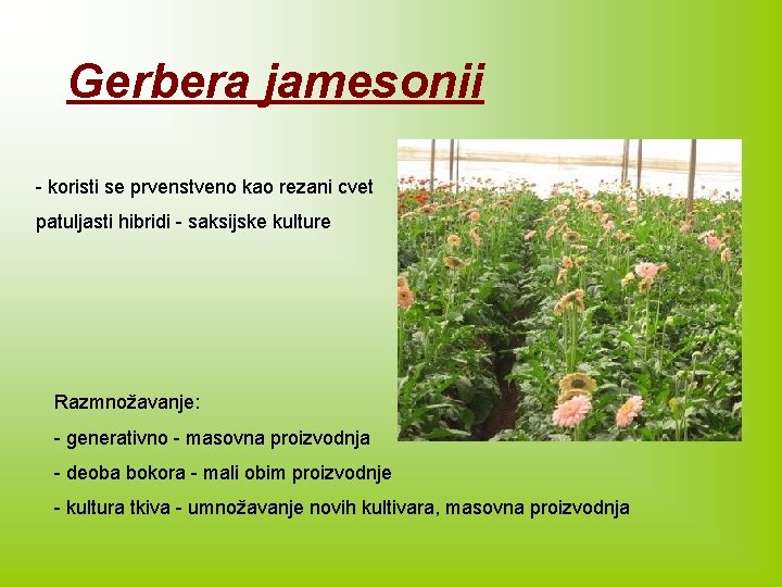 Gerbera jamesonii - koristi se prvenstveno kao rezani cvet patuljasti hibridi - saksijske kulture